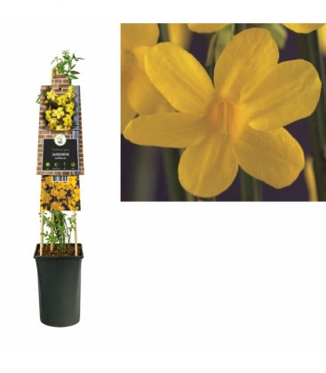 Jasminum