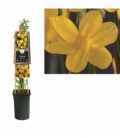 Jasminum