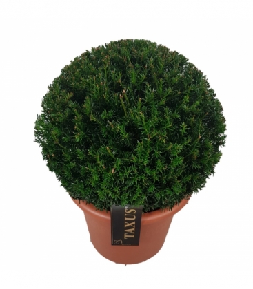 Taxus