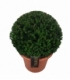 Taxus