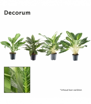 Aglaonema