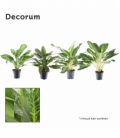 Aglaonema