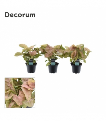 Syngonium