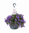 Campanula