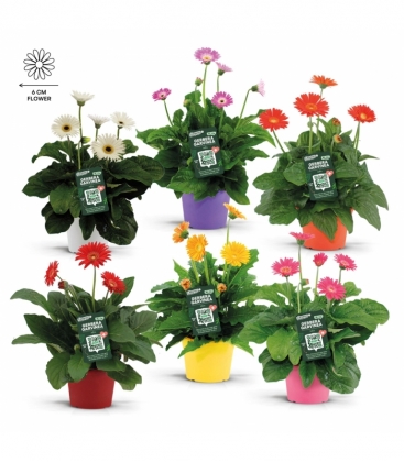 Gerbera