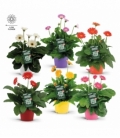 Gerbera