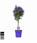 Solanum