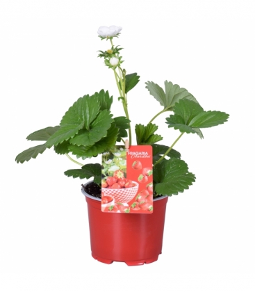 Fragaria