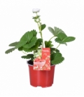 Fragaria