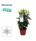 Lilium