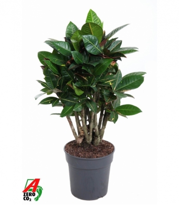 Croton