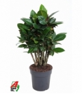 Croton