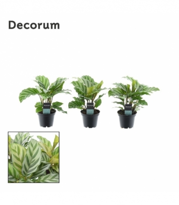 Calathea