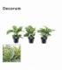 Calathea