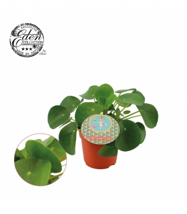Pilea