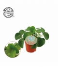 Pilea