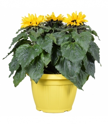 Helianthus