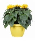 Helianthus
