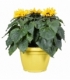 Helianthus