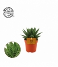 Gasteria