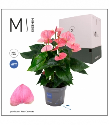 Anthurium