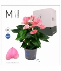Anthurium