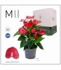 Anthurium