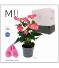 Anthurium