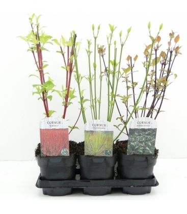 Cornus
