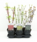 Cornus