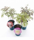 Paeonia