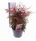 Nandina