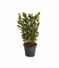 Laurus