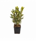 Laurus