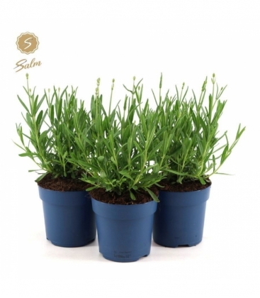 Lavandula