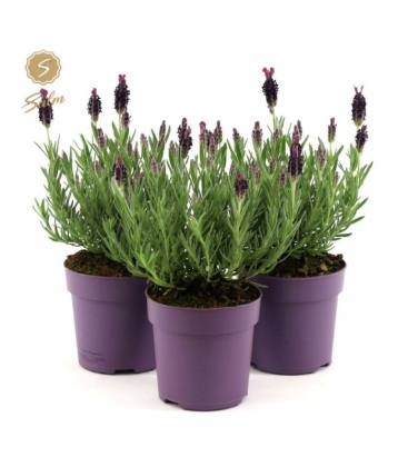 Lavandula