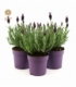 Lavandula
