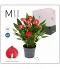 Anthurium