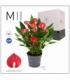 Anthurium