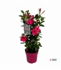 Mandevilla
