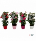 Mandevilla