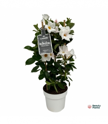 Mandevilla