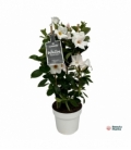 Mandevilla