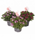 Pelargonium