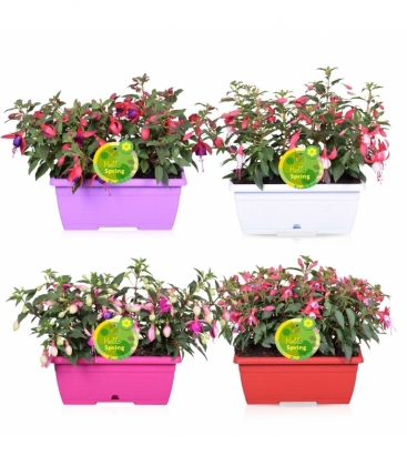 Fuchsia