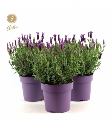 Lavandula