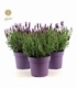 Lavandula