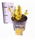 Forsythia