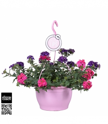 Verbena