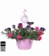 Verbena